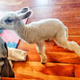 Illustration for article titled What having lambs in the house is really like